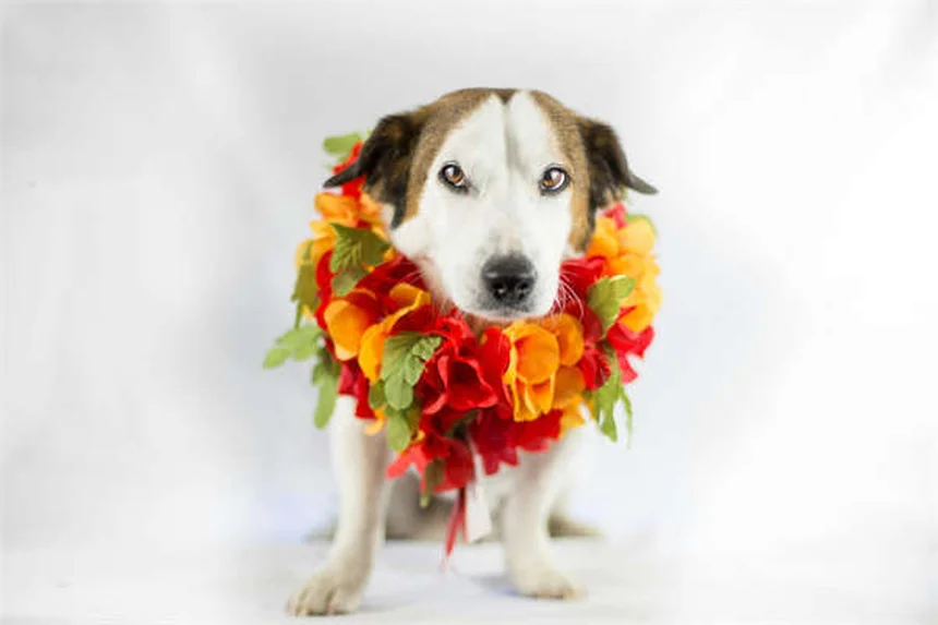 庭のノミを完全駆除！プロが教える効果的な退治法5選